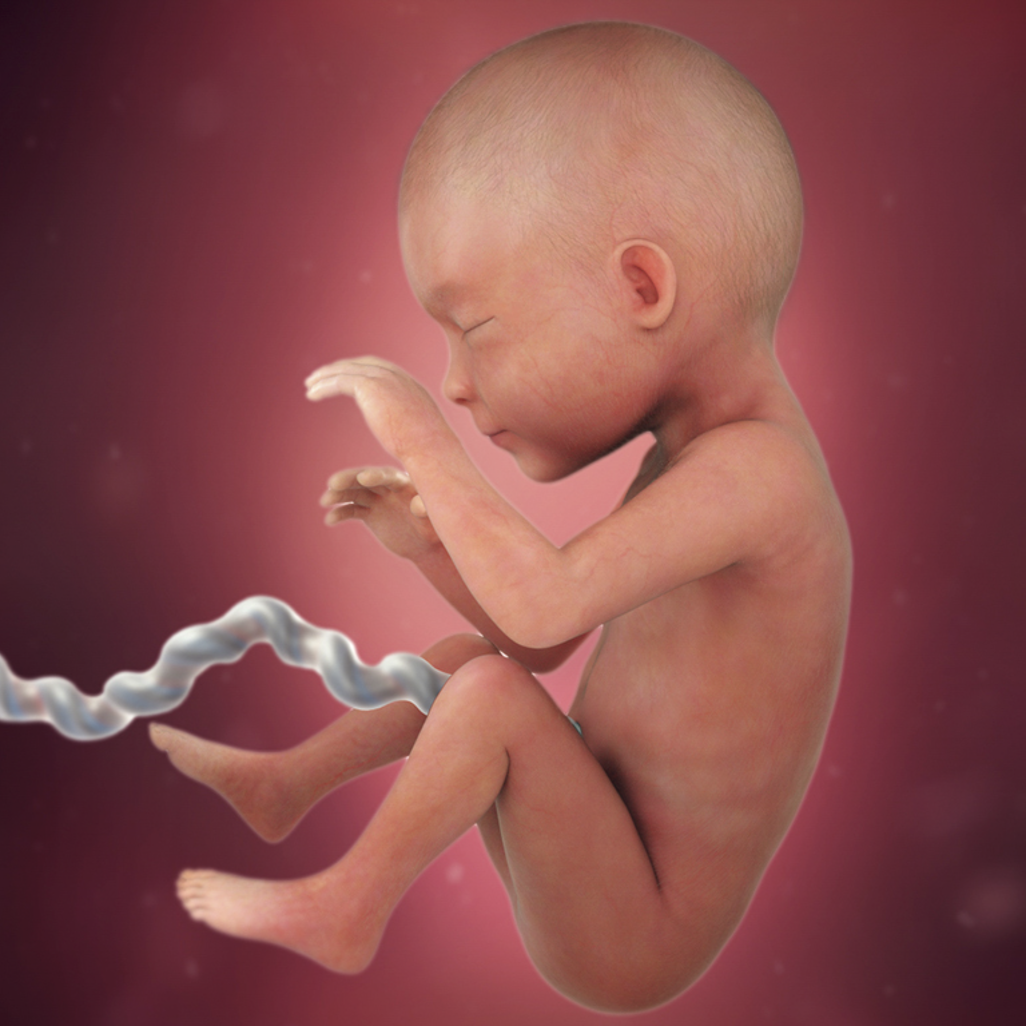 Mang thai tuần 26: Mẹ và bé thay đổi như thế nào?